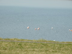 Phoenicopterus chilensis