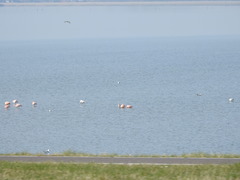 Phoenicopterus chilensis
