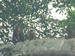 Macaca arctoides