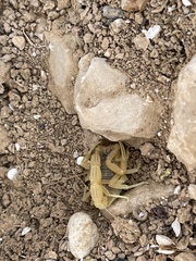 Leiurus hebraeus