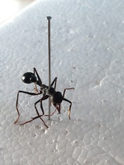 Myrmecia pyriformis