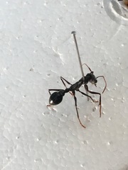 Myrmecia pyriformis