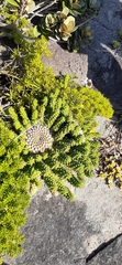 Euphorbia flanaganii