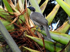 Philemon buceroides yorki