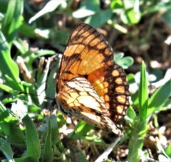 Byblia