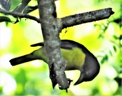 Ploceus bicolor bicolor