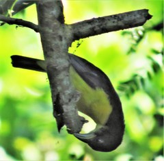 Ploceus bicolor bicolor