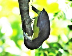 Ploceus bicolor bicolor