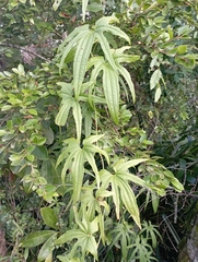 Dioscorea brachybotrya