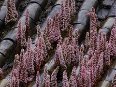 Orostachys
