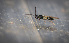 Trichopria sociabilis