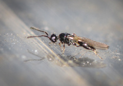 Trichopria sociabilis