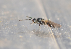 Trichopria sociabilis