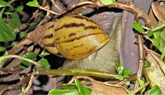 Cochlitoma semidecussata