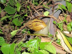 Cochlitoma semidecussata