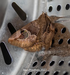 Ommatophora luminosa