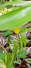 Eurema hecabe