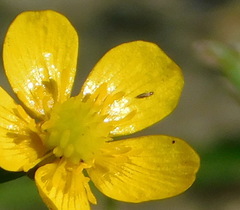 Frankliniella intonsa