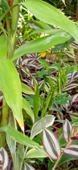 Eurema hecabe