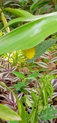 Eurema hecabe