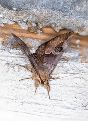Ommatophora luminosa
