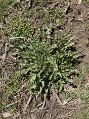 Taraxacum