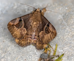 Ommatophora luminosa