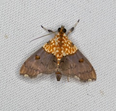 Agrotera basinotata