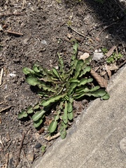 Taraxacum