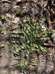 Taraxacum