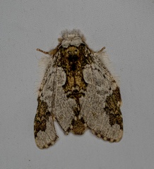 Syntypistis comatus