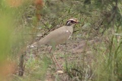 Rhinoptilus chalcopterus