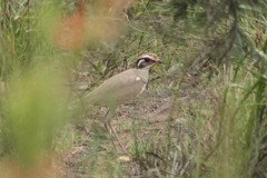 Rhinoptilus chalcopterus