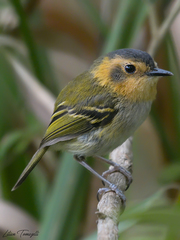 Poecilotriccus plumbeiceps