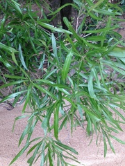 Pouteria salicifolia