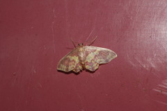 Lophosis labeculata