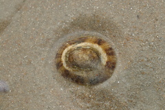Cellana radiata