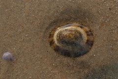 Cellana radiata