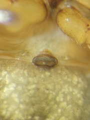 Araneidae
