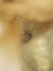 Araneidae