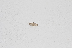 Marasmia cochrusalis