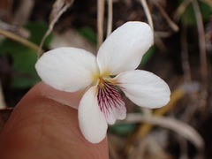 Viola adenothrix tsugitakaensis