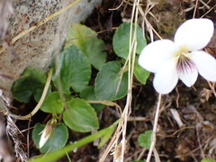 Viola adenothrix tsugitakaensis