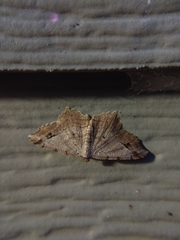 Macaria aequiferaria