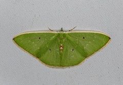 Comostola hauensteini