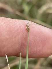 Eleocharis wolfii
