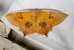 Thinopteryx crocoptera