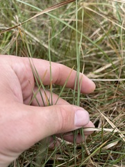Eleocharis wolfii