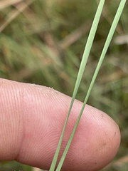 Eleocharis wolfii