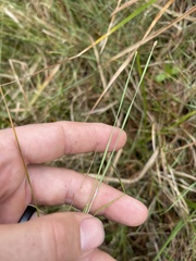 Eleocharis wolfii